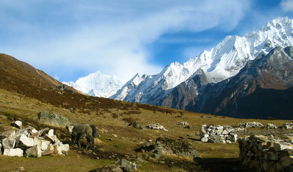 Snow covered Yala Peak in Nepal’s Langtang Valley, showcasing rugged slopes, glaciers, and a clear blue sky.